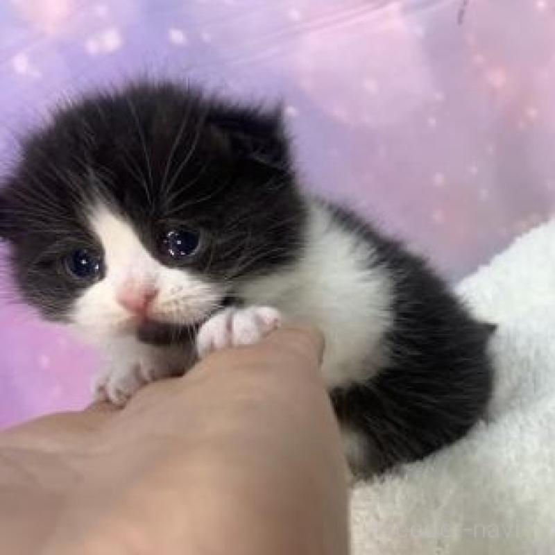 販売中の大阪府のスコティッシュフォールド-136839の3枚目