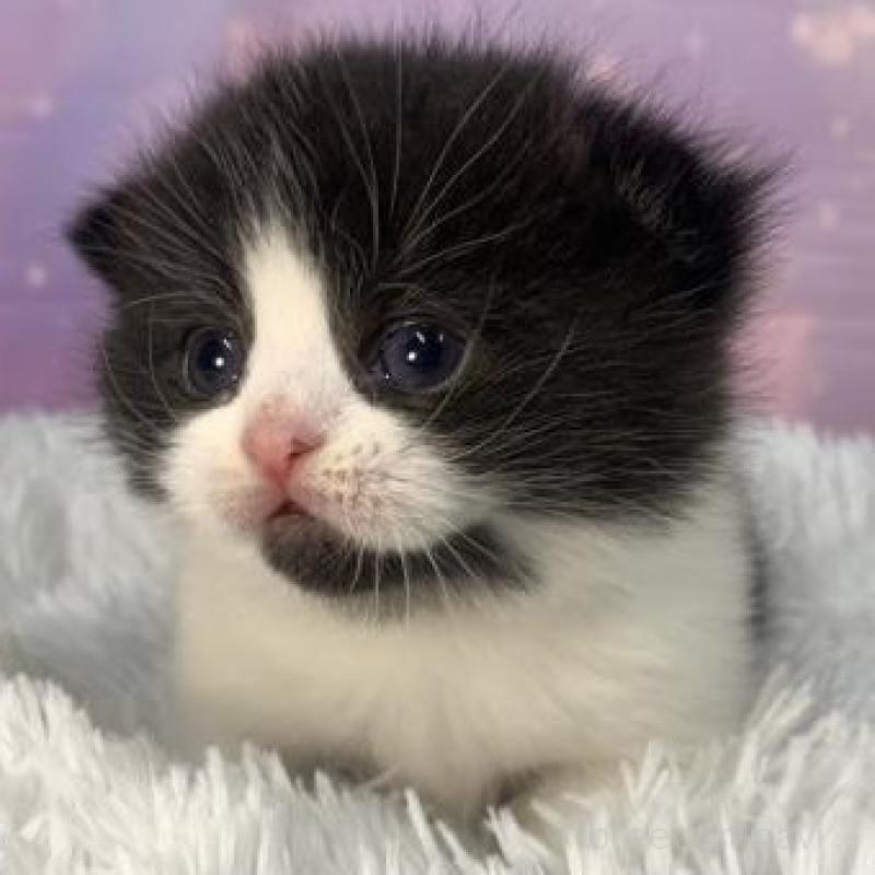 販売中の大阪府のスコティッシュフォールド-136839の2枚目