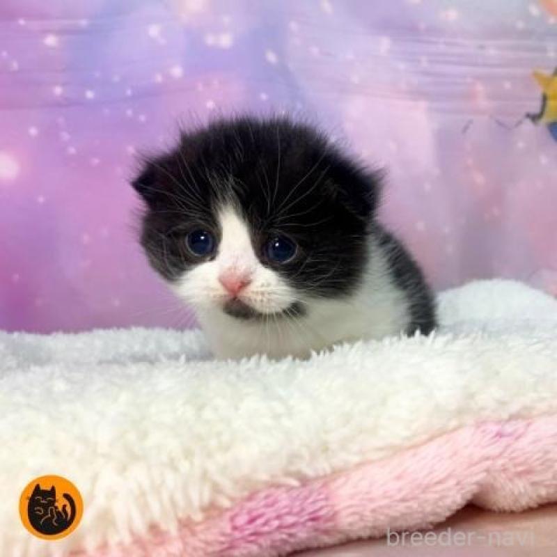 販売中の大阪府のスコティッシュフォールド-136839