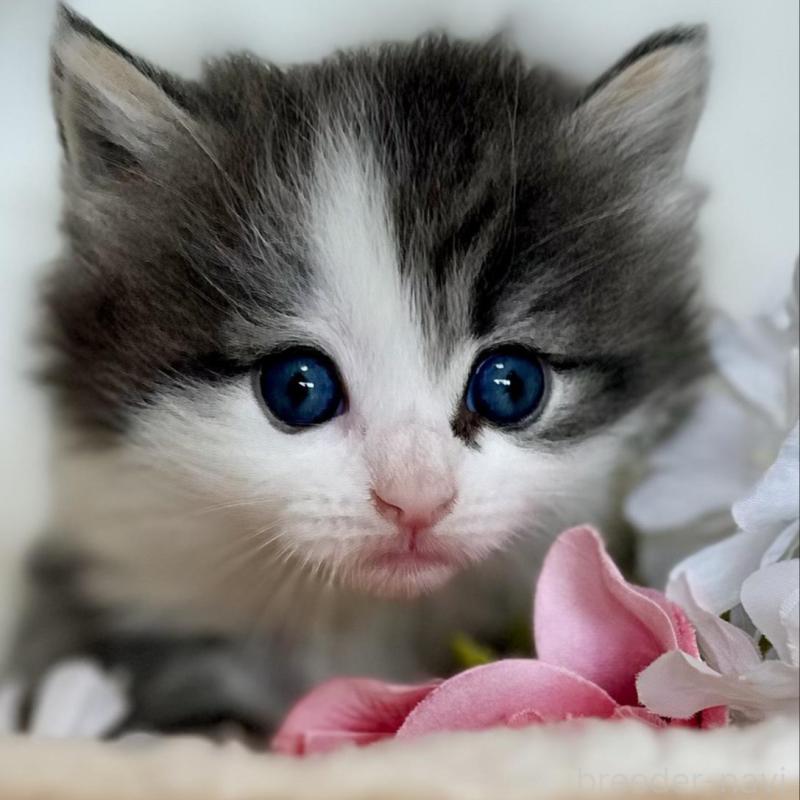 販売中の兵庫県のノルウェージャンフォレストキャット-136840