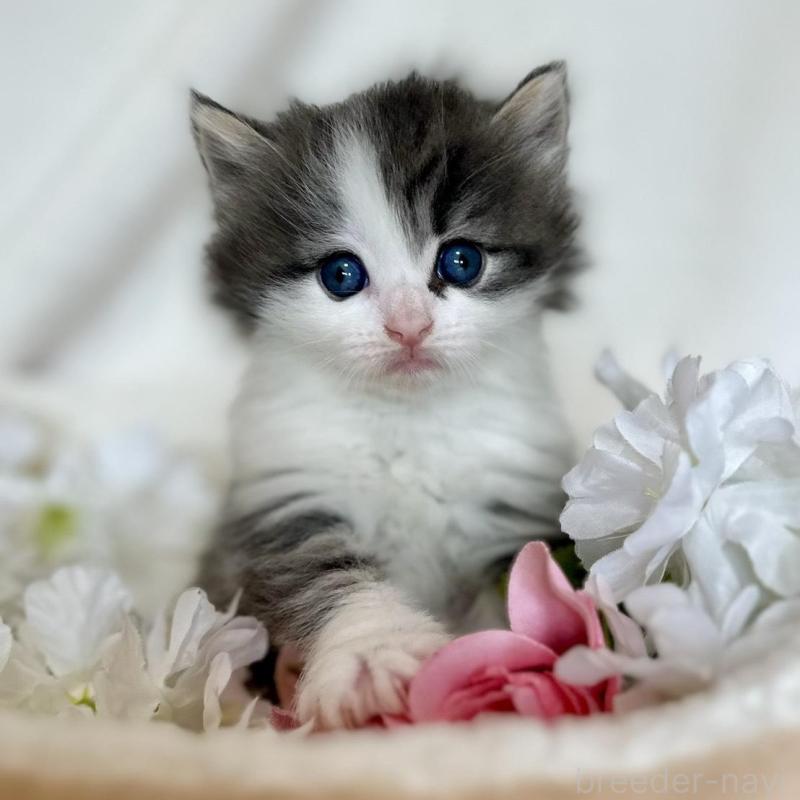 販売中の兵庫県のノルウェージャンフォレストキャット-136840の5枚目