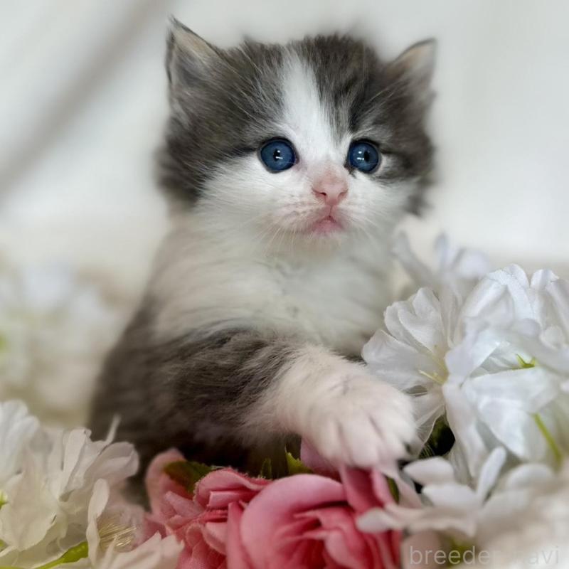 販売中の兵庫県のノルウェージャンフォレストキャット-136840の4枚目