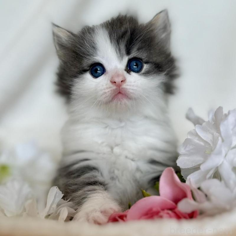 販売中の兵庫県のノルウェージャンフォレストキャット-136840の3枚目