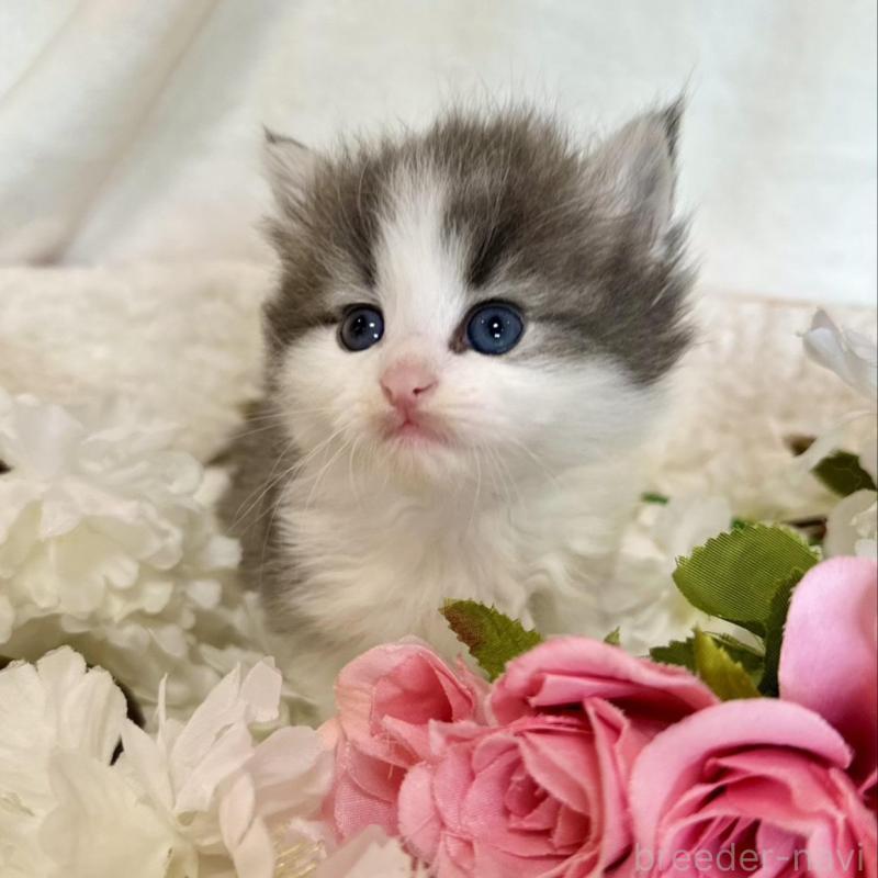 販売中の兵庫県のノルウェージャンフォレストキャット-136841の5枚目