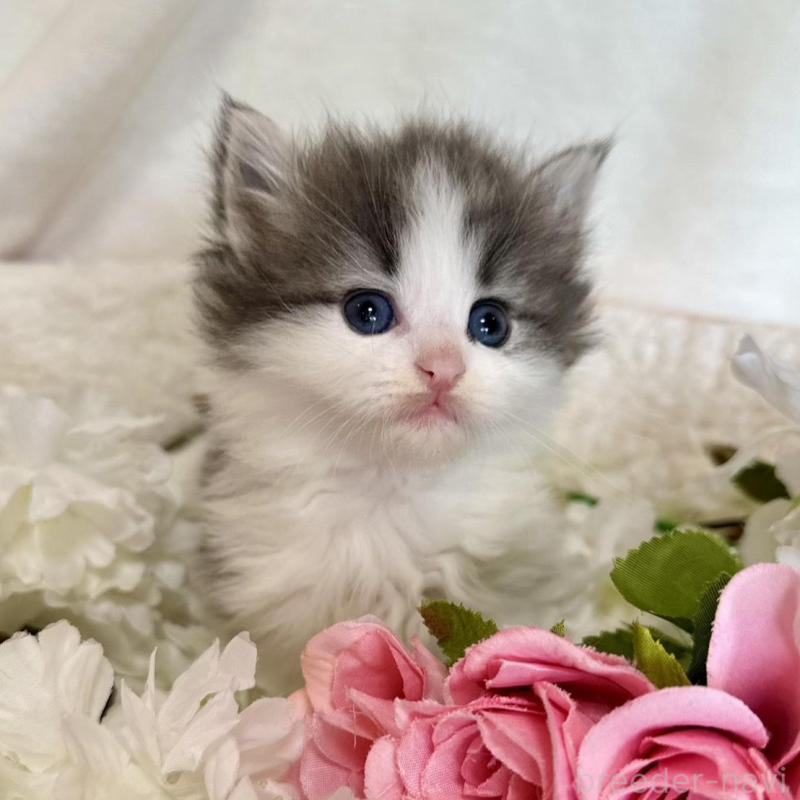 販売中の兵庫県のノルウェージャンフォレストキャット-136841の4枚目