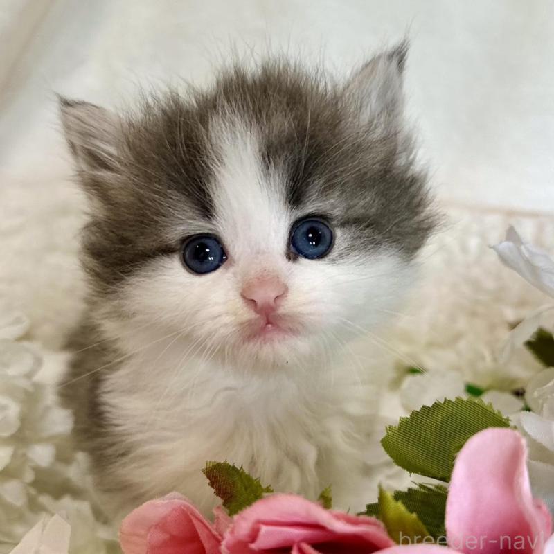 販売中の兵庫県のノルウェージャンフォレストキャット-136841の1枚目