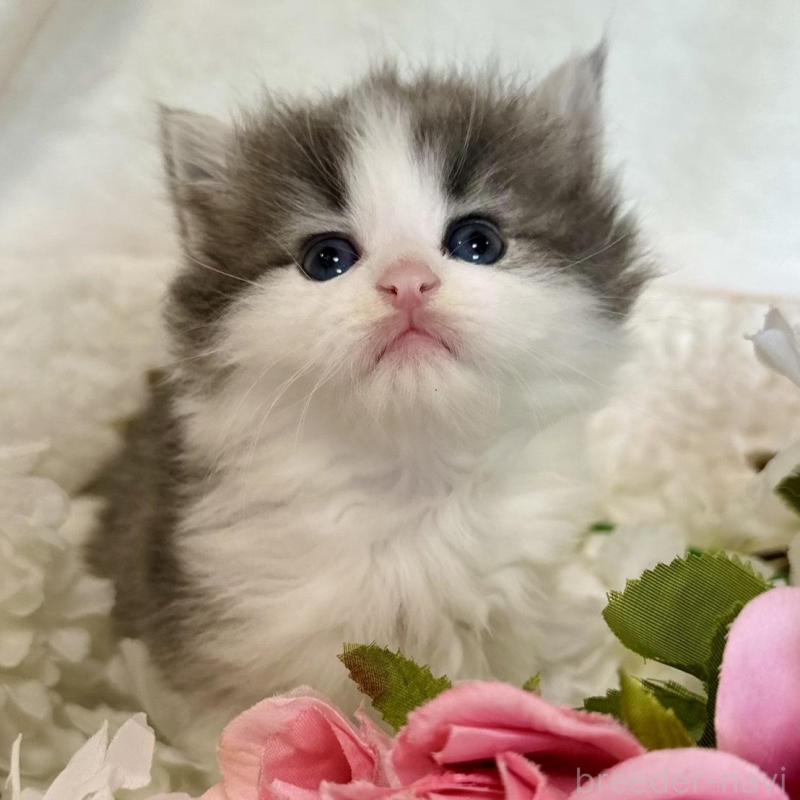 販売中の兵庫県のノルウェージャンフォレストキャット-136841の3枚目