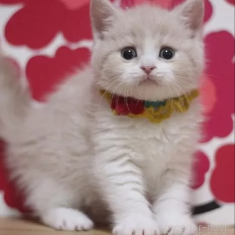 販売中の東京都のマンチカン-136842の1枚目