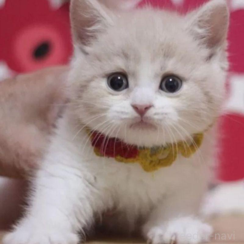 販売中の東京都のマンチカン-136842の2枚目