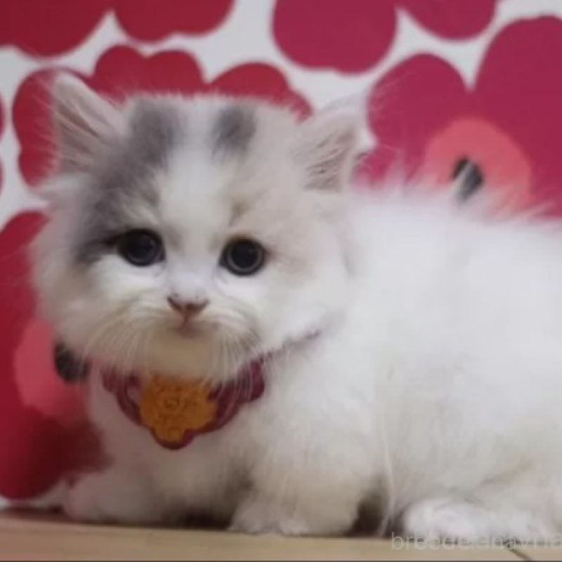 販売中の東京都のマンチカン(短足)-136843の2枚目