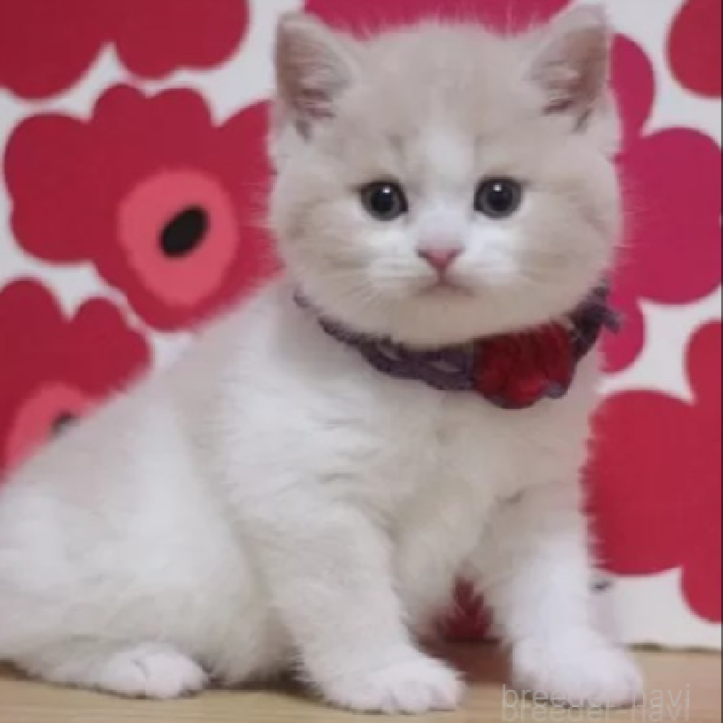 販売中の東京都のマンチカン-136844の3枚目