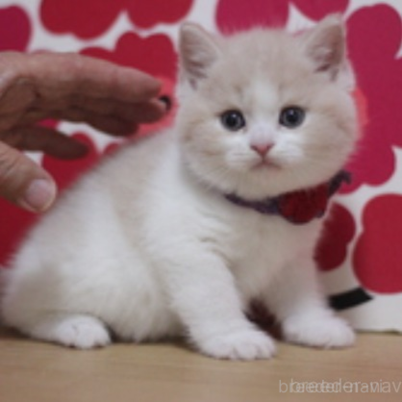 販売中の東京都のマンチカン-136844の2枚目