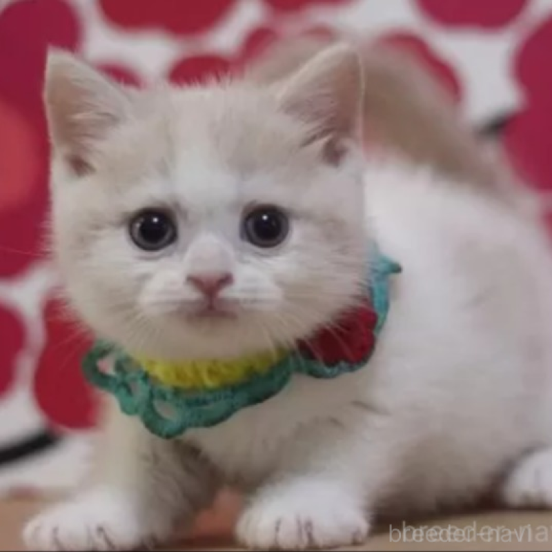 販売中の東京都のマンチカン(短足)-136845の3枚目