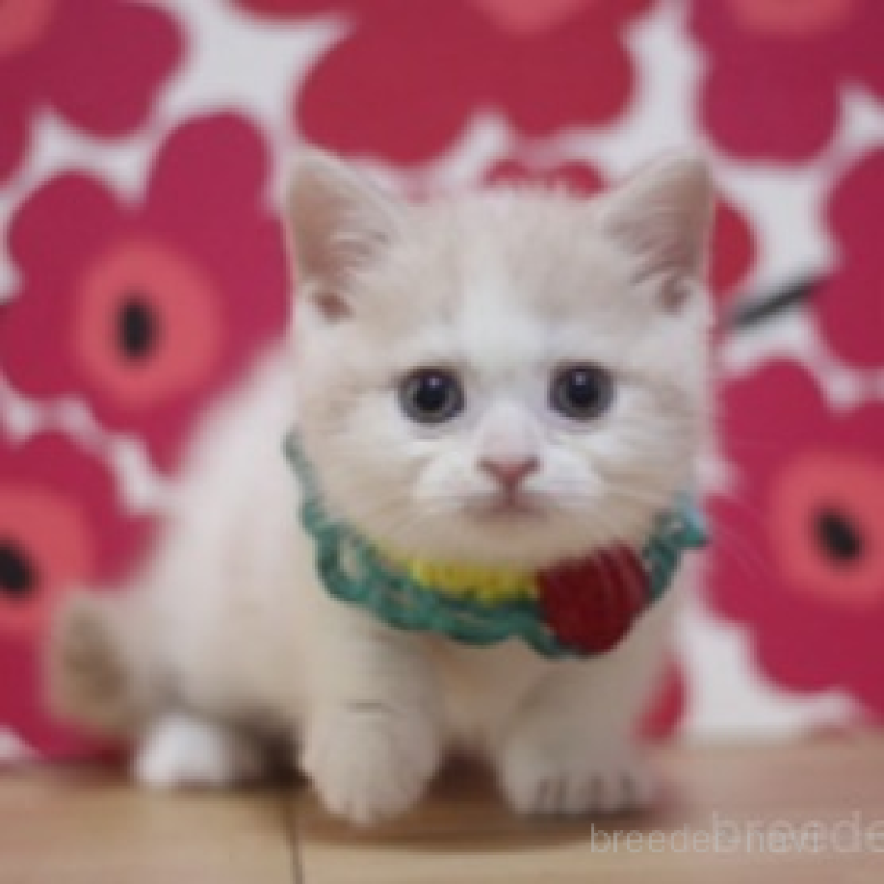 販売中の東京都のマンチカン(短足)-136845の2枚目