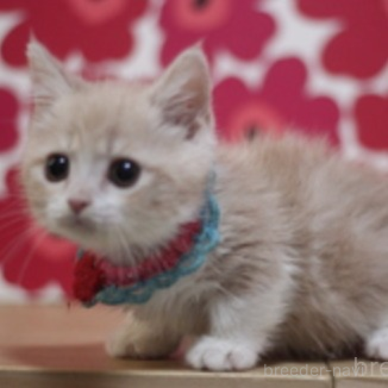 販売中の東京都のマンチカン(短足)-136846の2枚目