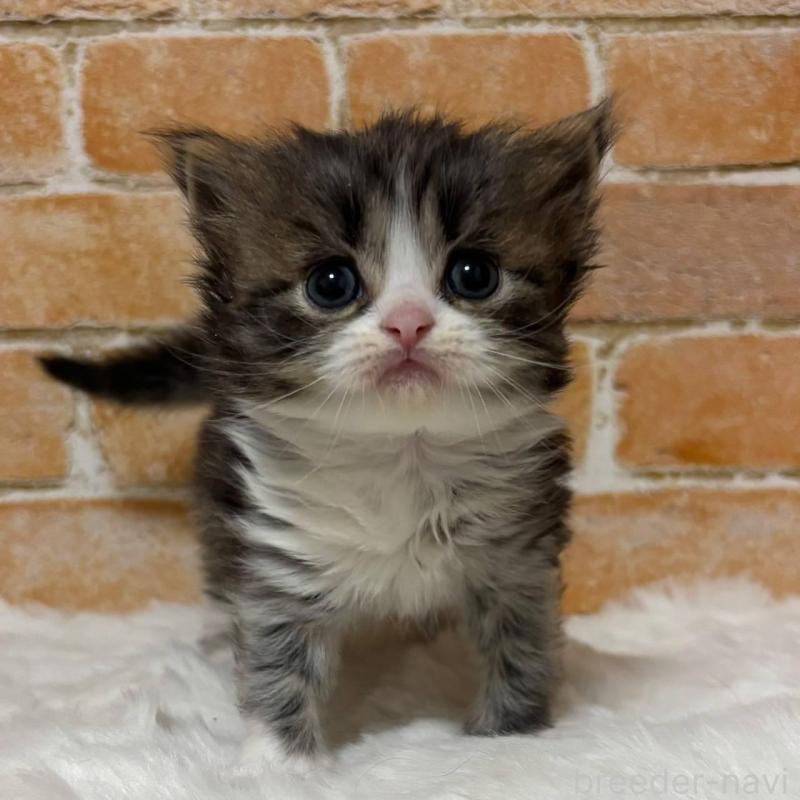 販売中の愛知県のマンチカン-136847の2枚目