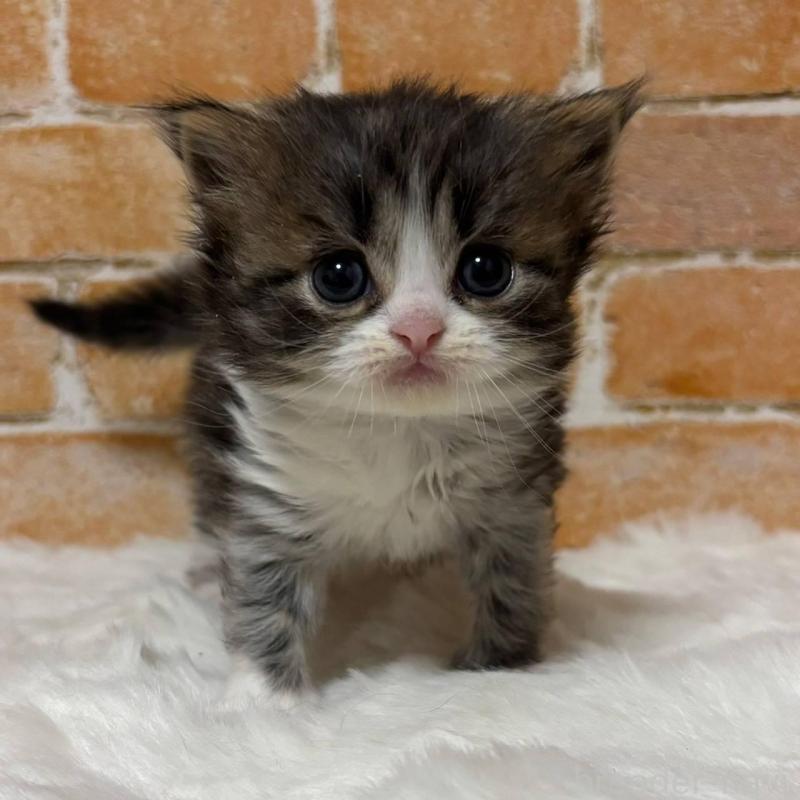 販売中の愛知県のマンチカン-136847