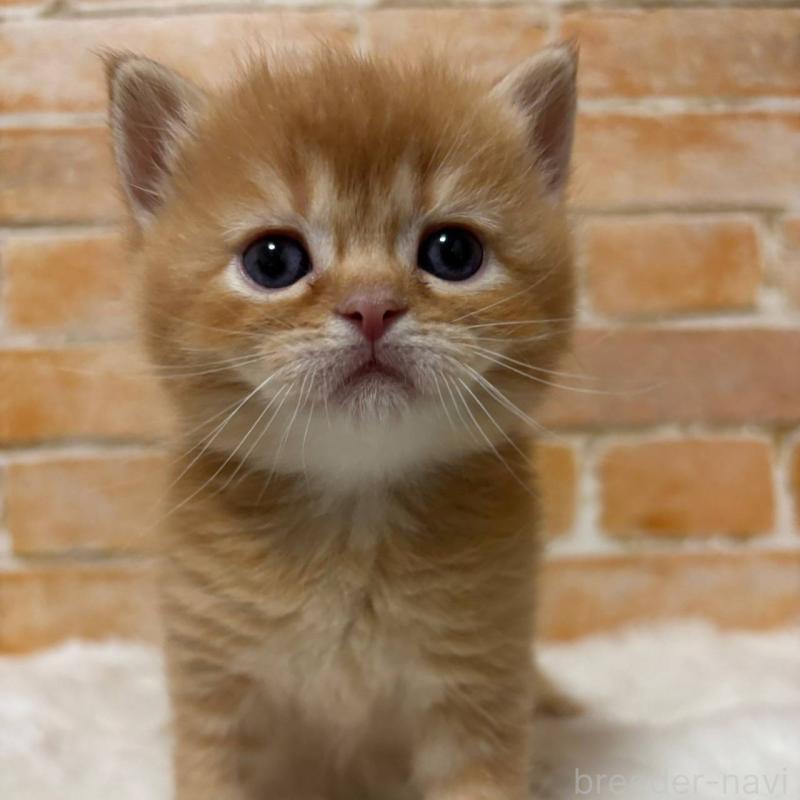 販売中の愛知県のマンチカン-136848の1枚目