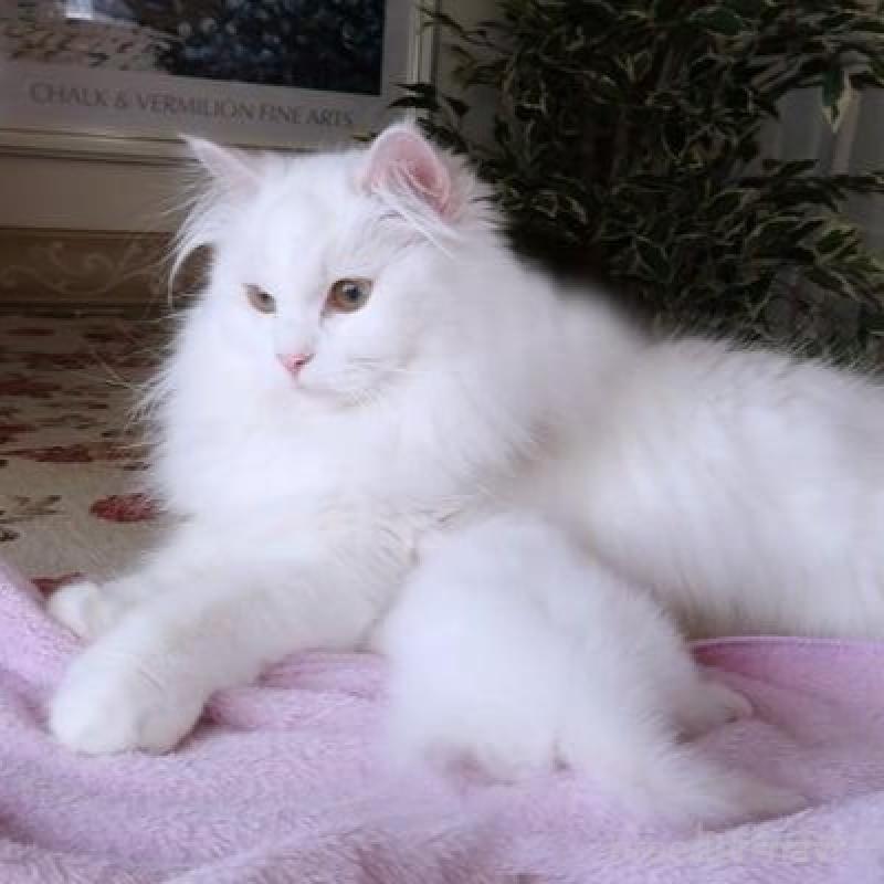 商談中の埼玉県のサイベリアン-136849の5枚目