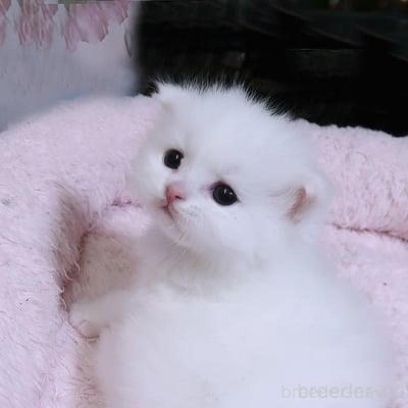 商談中の埼玉県のサイベリアン-136849の3枚目