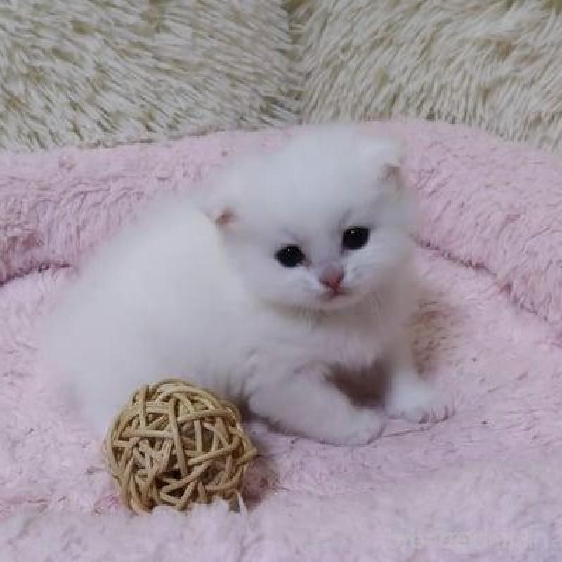 商談中の埼玉県のサイベリアン-136849の2枚目