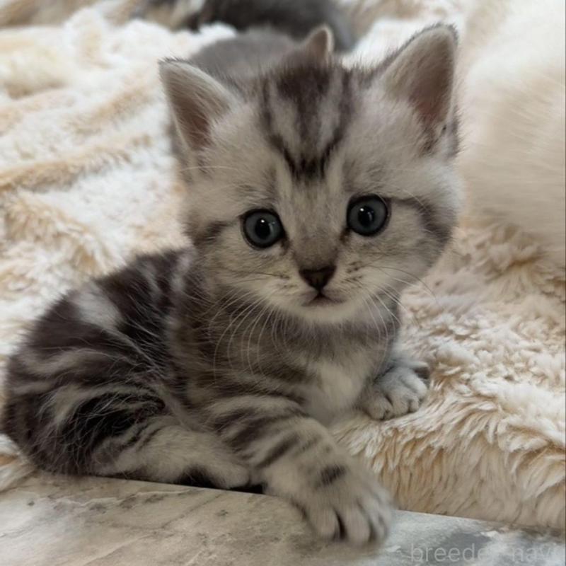 販売中の京都府のミヌエット(短足)-136850の1枚目