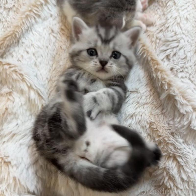 販売中の京都府のミヌエット(短足)-136850の7枚目