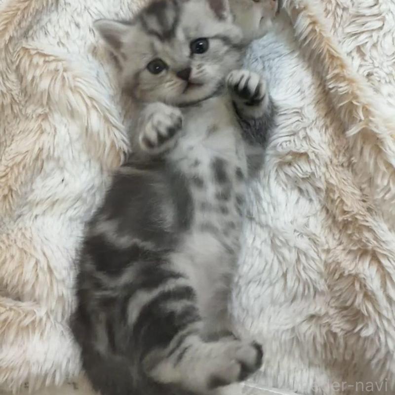 販売中の京都府のミヌエット(短足)-136850の6枚目