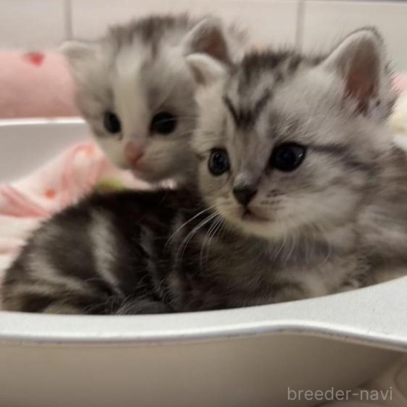 販売中の京都府のミヌエット(短足)-136850の5枚目