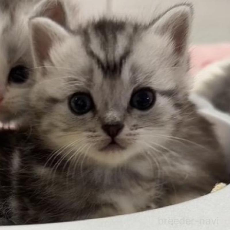 販売中の京都府のミヌエット(短足)-136850の3枚目