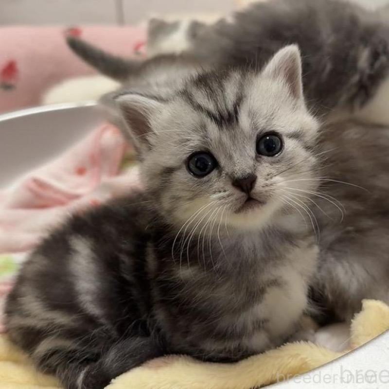 販売中の京都府のミヌエット(短足)-136850の2枚目