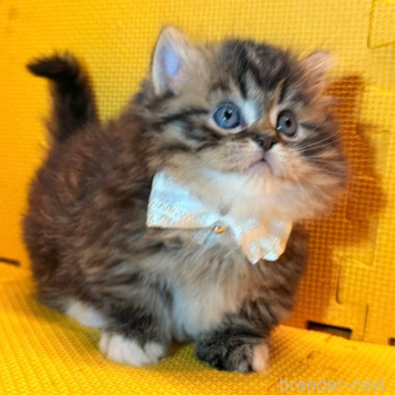 販売中の神奈川県のミヌエット(短足)-136851の5枚目