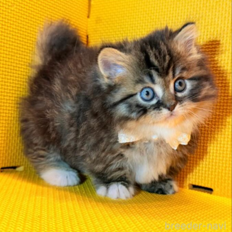 販売中の神奈川県のミヌエット(短足)-136851の4枚目