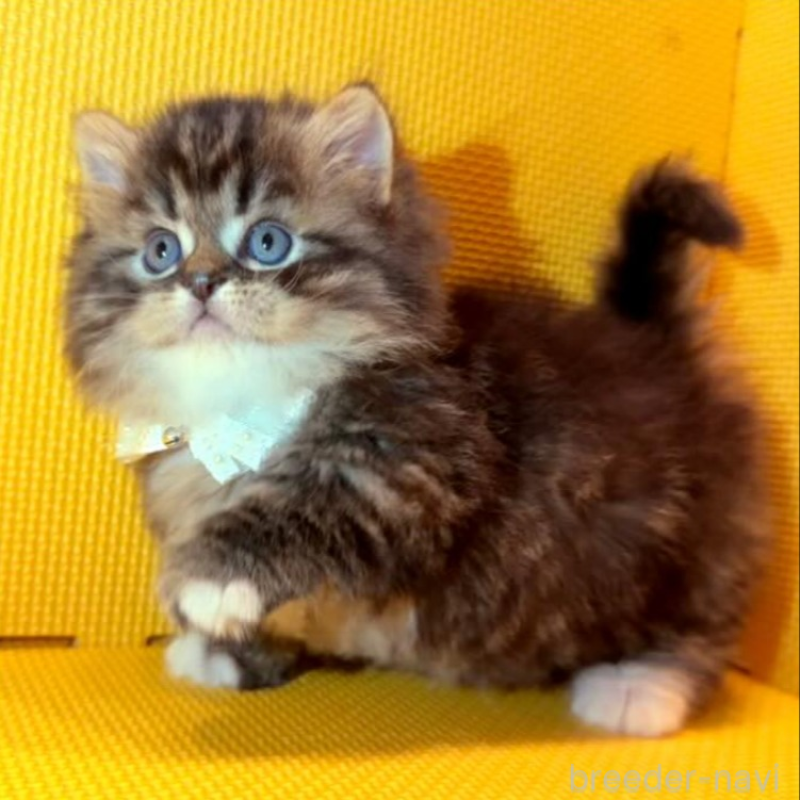 販売中の神奈川県のミヌエット(短足)-136851の3枚目