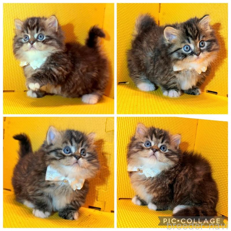 販売中の神奈川県のミヌエット(短足)-136851の2枚目