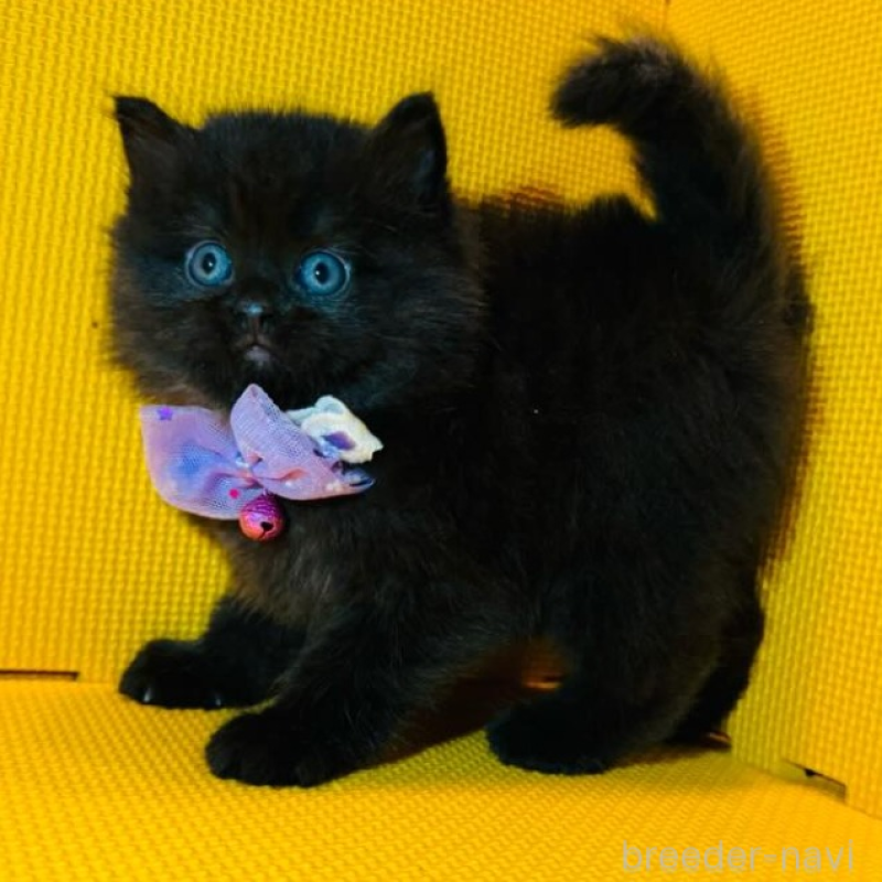 販売中の神奈川県のミヌエット-136852