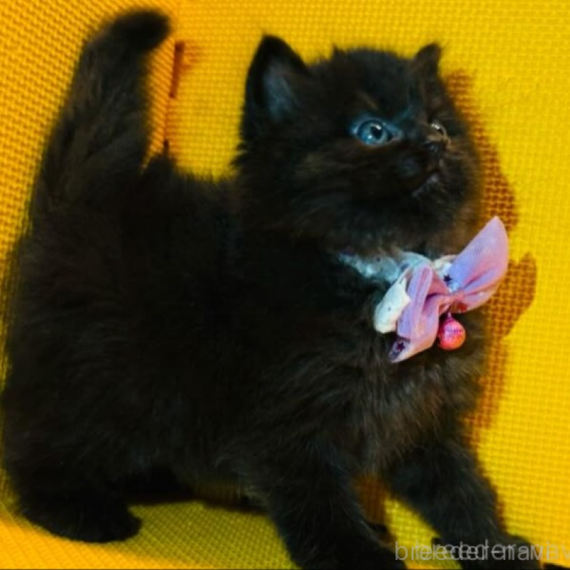 販売中の神奈川県のミヌエット-136852の3枚目