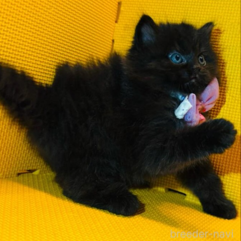 販売中の神奈川県のミヌエット-136852の2枚目