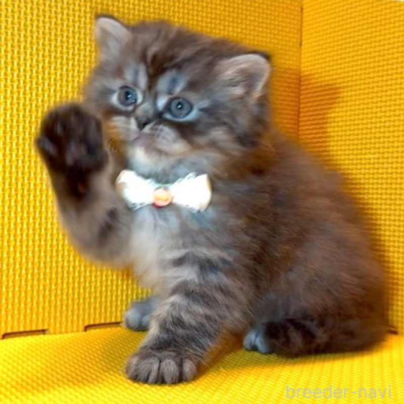 販売中の神奈川県のミヌエット-136853の5枚目