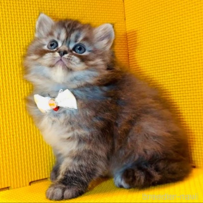 販売中の神奈川県のミヌエット-136853の1枚目