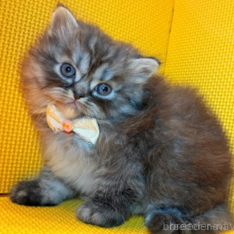 販売中の神奈川県のミヌエット-136853の3枚目