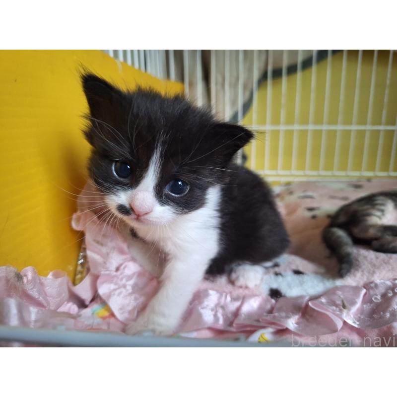 販売中の京都府のメインクーン-136854の2枚目