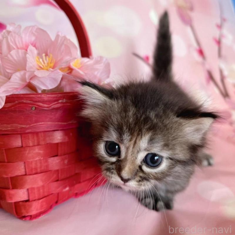 販売中の千葉県のミヌエット(短足)-136855の11枚目