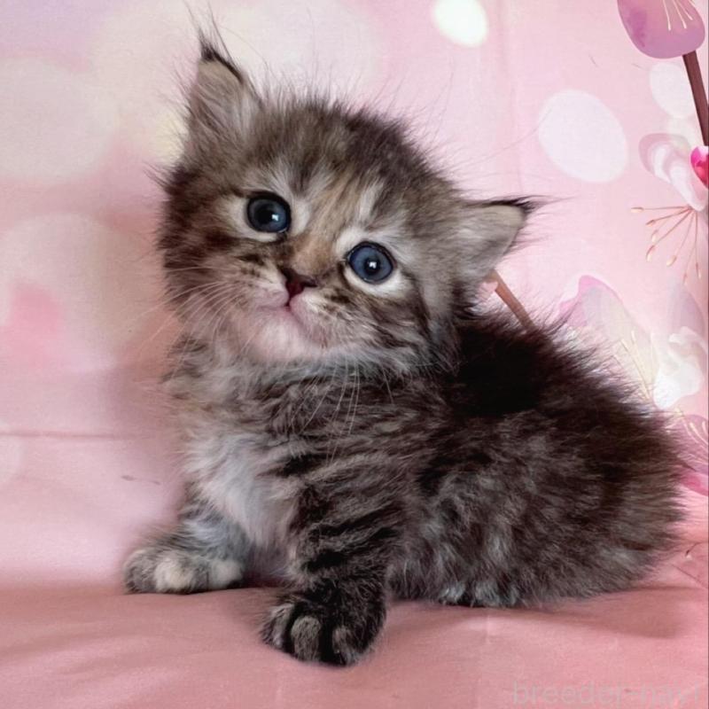 販売中の千葉県のミヌエット(短足)-136855の10枚目