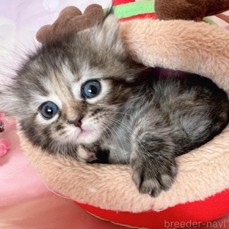 販売中の千葉県のミヌエット(短足)-136855の9枚目