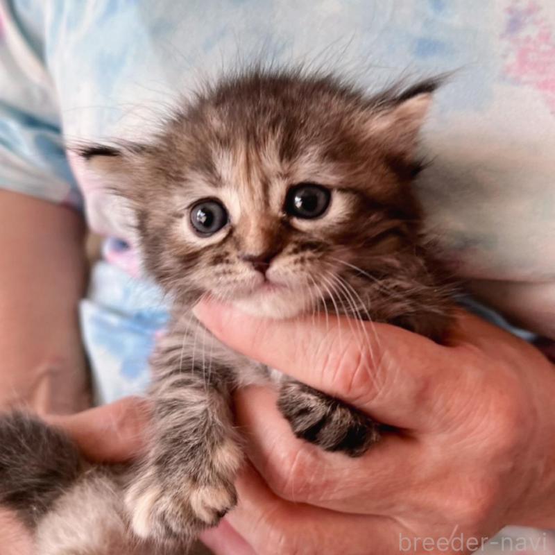 販売中の千葉県のミヌエット(短足)-136855の8枚目