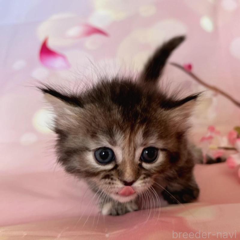 販売中の千葉県のミヌエット(短足)-136855の7枚目