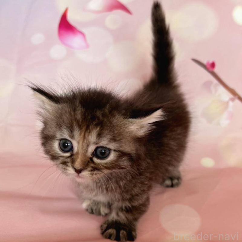 販売中の千葉県のミヌエット(短足)-136855の6枚目