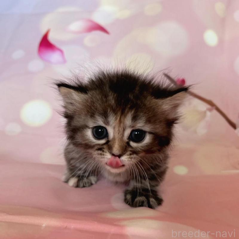 販売中の千葉県のミヌエット(短足)-136855の5枚目