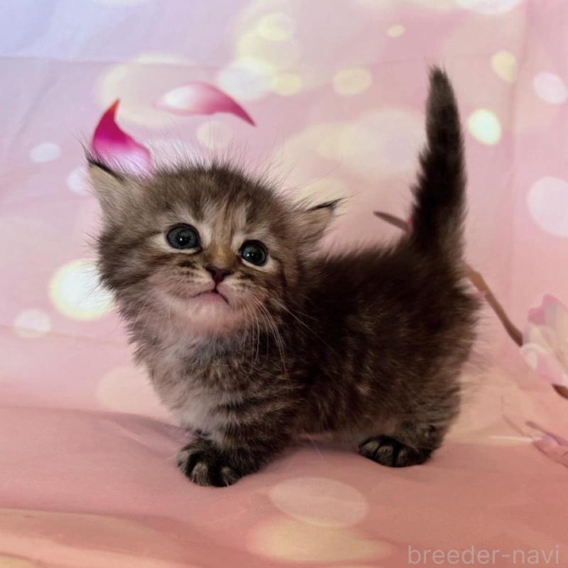 販売中の千葉県のミヌエット(短足)-136855の4枚目